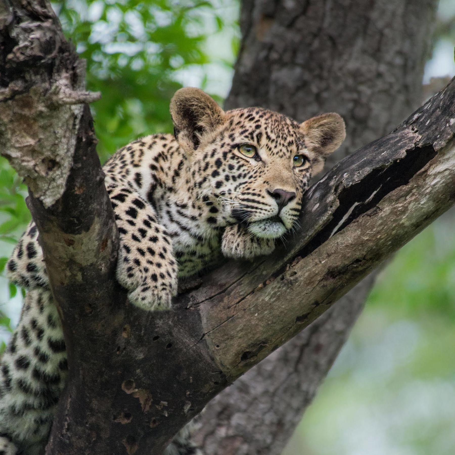 Lion Sands - Tinga Lodge Скукуза Экстерьер фото
