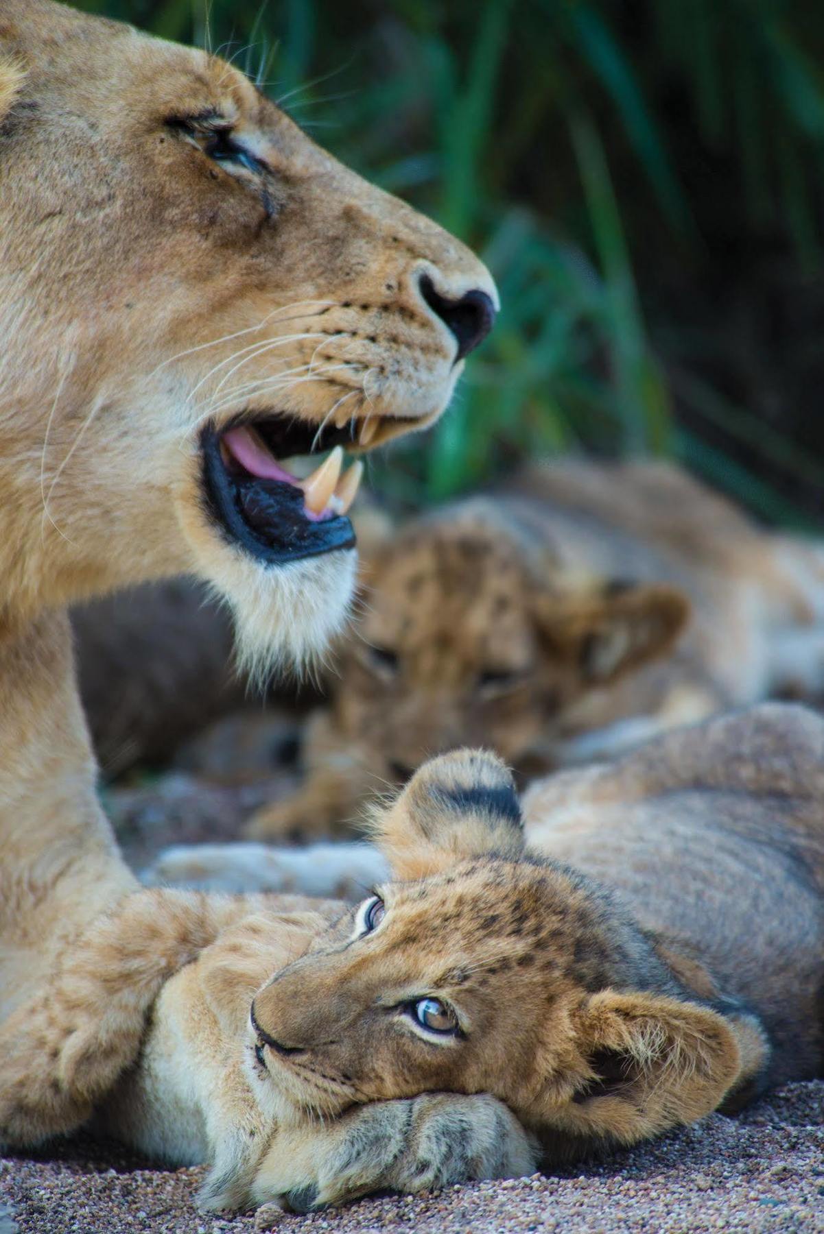 Lion Sands - Tinga Lodge Скукуза Экстерьер фото