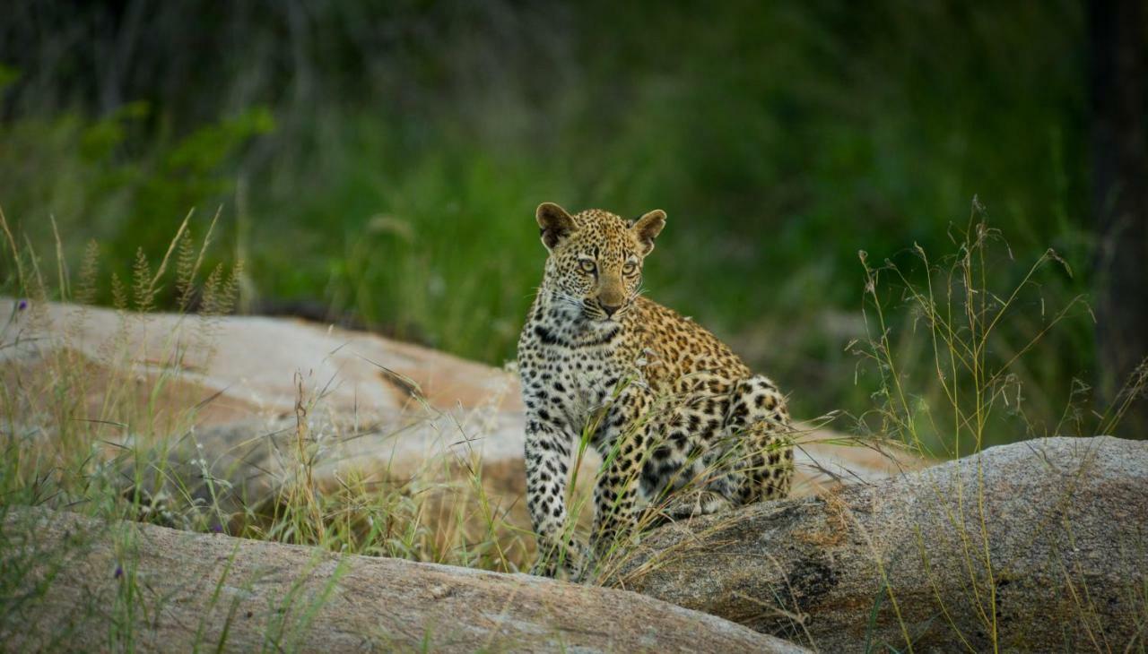 Lion Sands - Tinga Lodge Скукуза Экстерьер фото