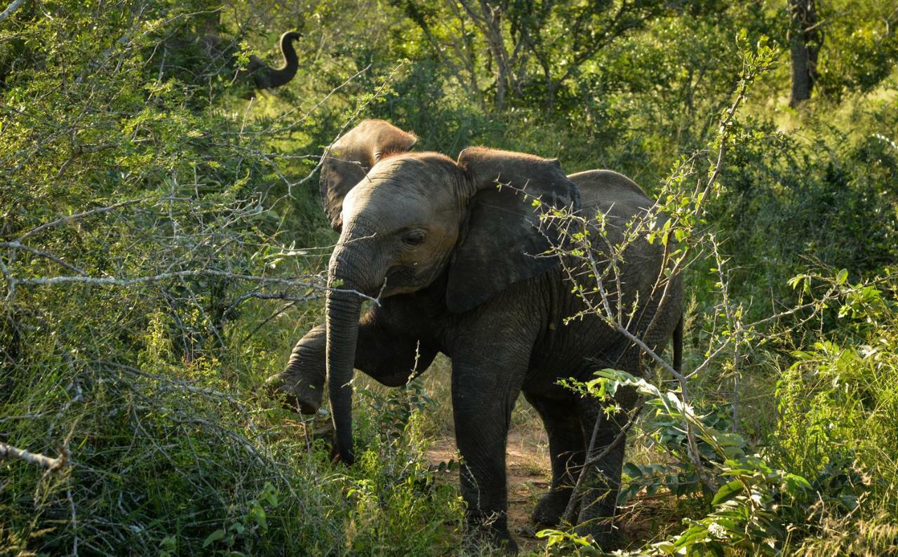 Lion Sands - Tinga Lodge Скукуза Экстерьер фото